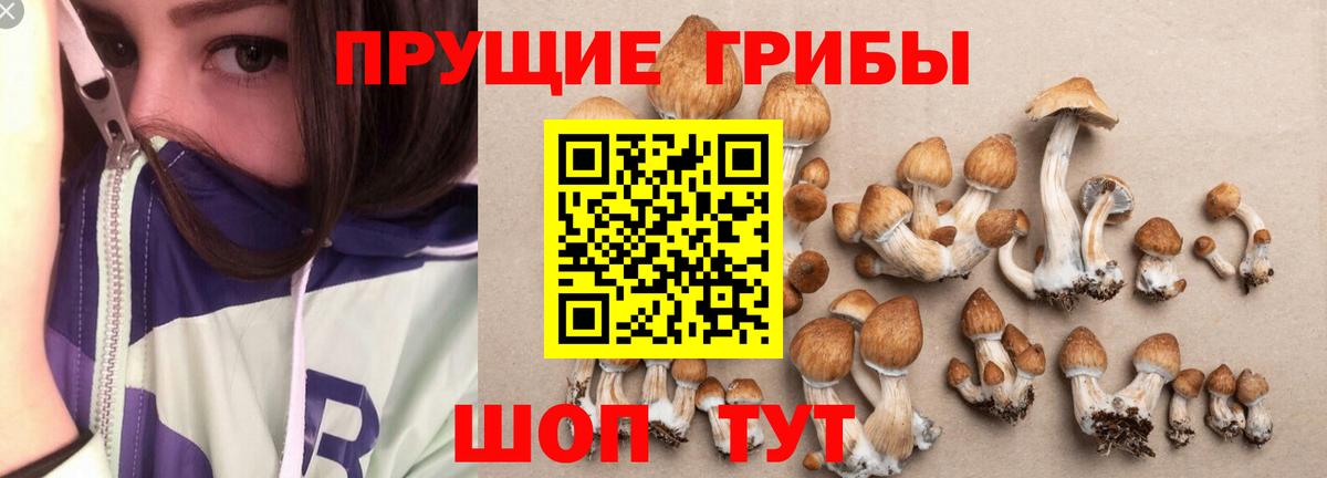 Корсаков  закладка  Вход с VPN  Галлюциногенные грибы Psilocybine cubensis 